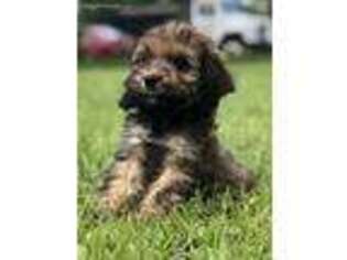 Cock-A-Poo Puppy for sale in Poplarville, MS, USA