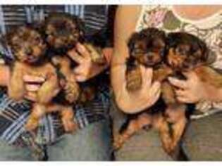 Yorkshire Terrier Puppy for sale in Cumberland Gap, TN, USA