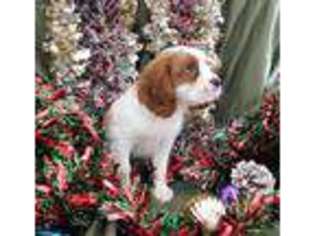 Cavalier King Charles Spaniel Puppy for sale in JACKSON, TN, USA