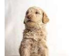 Mutt Puppy for sale in Newberg, OR, USA