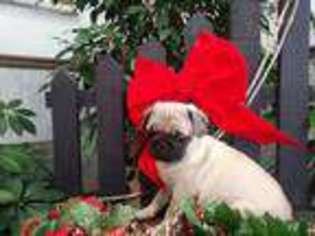 Pug Puppy for sale in Drumore, PA, USA