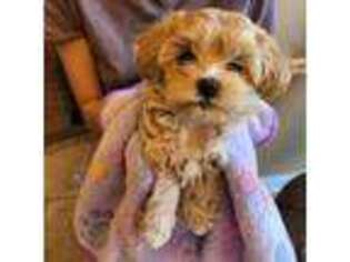 Mutt Puppy for sale in Bossier City, LA, USA
