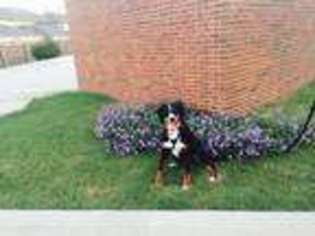 Bernese Mountain Dog Puppy for sale in Plano, TX, USA