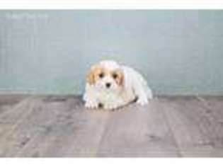 Cavachon Puppy for sale in Crestline, OH, USA