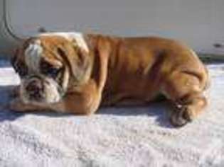 Bulldog Puppy for sale in POLLOCK PINES, CA, USA