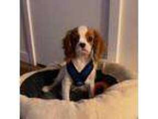 Cavalier King Charles Spaniel Puppy for sale in Aurora, IL, USA