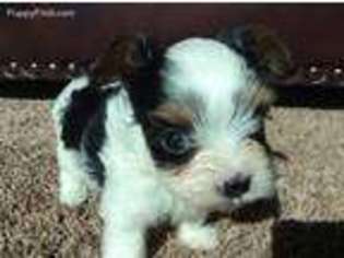 Yorkshire Terrier Puppy for sale in Mills, NE, USA