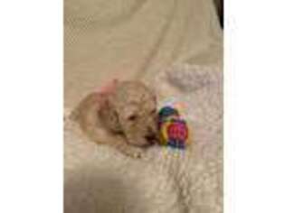 Goldendoodle Puppy for sale in New Douglas, IL, USA
