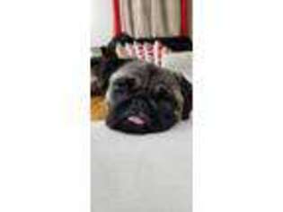 Pug Puppy for sale in New Milford, NJ, USA