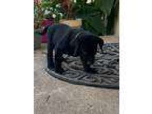 Labrador Retriever Puppy for sale in Streetman, TX, USA