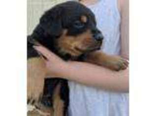Medium Photo #1 Rottweiler Puppy For Sale in Middletown, MD, USA
