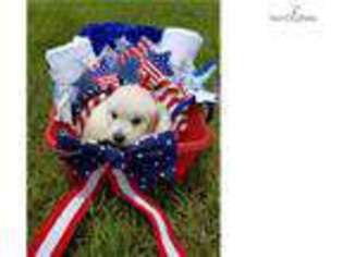Golden Retriever Puppy for sale in Gainesville, FL, USA