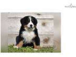 Bernese Mountain Dog Puppy for sale in Joplin, MO, USA