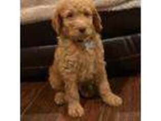 Goldendoodle Puppy for sale in Leakesville, MS, USA