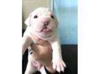 Olde English Bulldogge Puppy for sale in Batavia, IL, USA