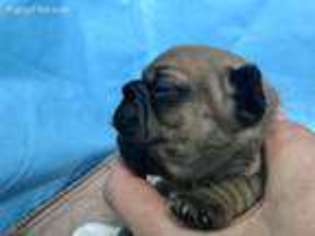 French Bulldog Puppy for sale in Carmel, CA, USA