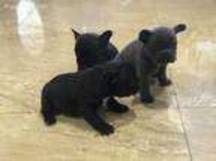 French Bulldog Puppy for sale in Pembroke Pines, FL, USA