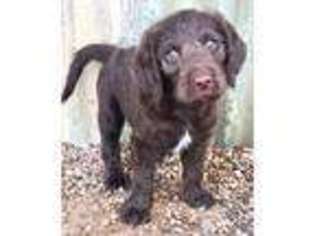 Labradoodle Puppy for sale in Denison, TX, USA