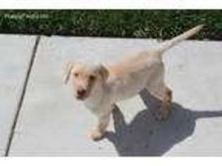 Labrador Retriever Puppy for sale in Temecula, CA, USA
