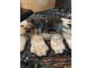 Miniature Pinscher Puppy for sale in Jacksonville, FL, USA