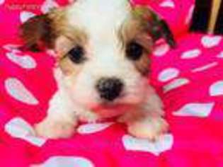 Yorkshire Terrier Puppy for sale in Washington, MI, USA