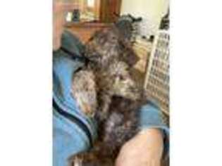 Mutt Puppy for sale in Inchelium, WA, USA