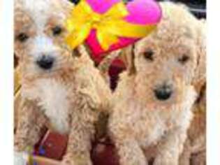 Goldendoodle Puppy for sale in Matthews, NC, USA