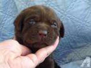 Labrador Retriever Puppy for sale in MANCHESTER, NH, USA