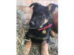 German Shepherd Dog Puppy for sale in Story City, IA, USA
