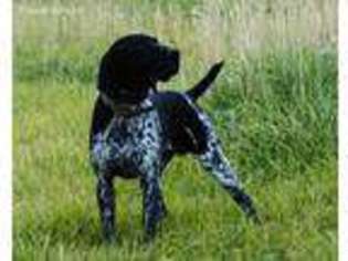 German Shorthaired Pointer Puppy for sale in Idaho Falls, ID, USA