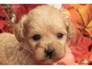 Medium Photo #1 Mutt Puppy For Sale in Safford, AZ, USA