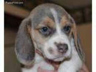 Beagle Puppy for sale in Holcombe, WI, USA