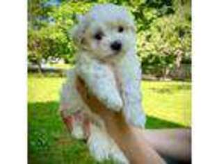 Maltese Puppy for sale in Rocky Mount, VA, USA