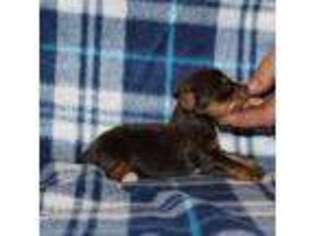 Yorkshire Terrier Puppy for sale in Accident, MD, USA