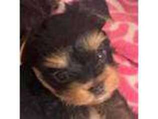 Yorkshire Terrier Puppy for sale in Forest Park, GA, USA