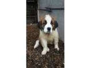 Saint Bernard Puppy for sale in Fort Recovery, OH, USA