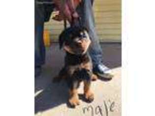 Rottweiler Puppy for sale in Oak Park, MI, USA
