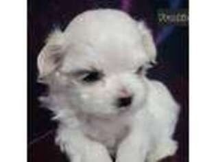 Maltese Puppy for sale in Kane, PA, USA