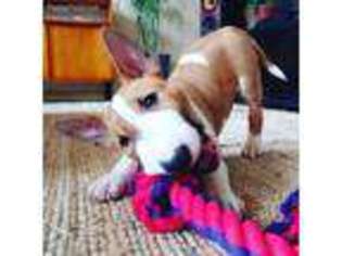Bull Terrier Puppy for sale in Madison, WI, USA