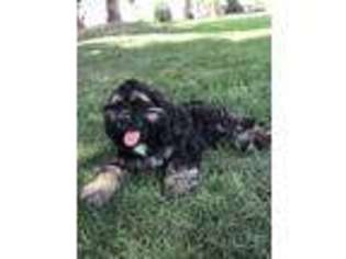 Cocker Spaniel Puppy for sale in Tulare, CA, USA