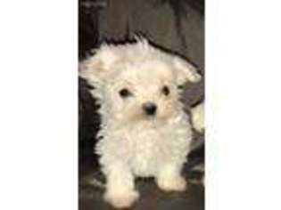 Maltese Puppy for sale in Oklahoma City, OK, USA