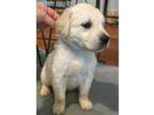 Golden Retriever Puppy for sale in Pickford, MI, USA