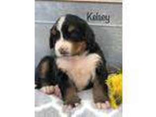 Bernese Mountain Dog Puppy for sale in Geneva, NY, USA