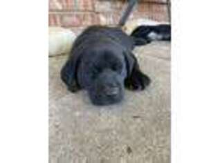 Labrador Retriever Puppy for sale in Seagoville, TX, USA