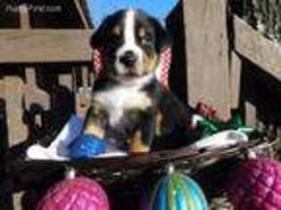 Greater Swiss Mountain Dog Puppy for sale in Clinton, AR, USA