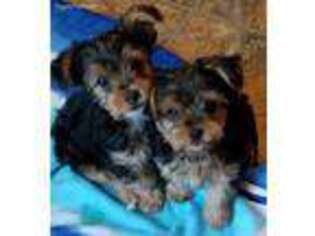 Yorkshire Terrier Puppy for sale in Lorain, OH, USA