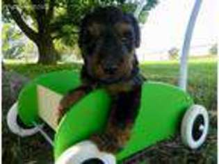 Welsh Terrier Puppy for sale in Chetopa, KS, USA