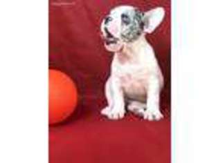 French Bulldog Puppy for sale in Beaumont, TX, USA