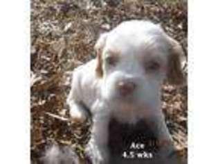 Cocker Spaniel Puppy for sale in Scranton, AR, USA
