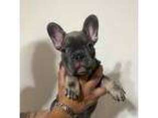 French Bulldog Puppy for sale in Westmont, IL, USA